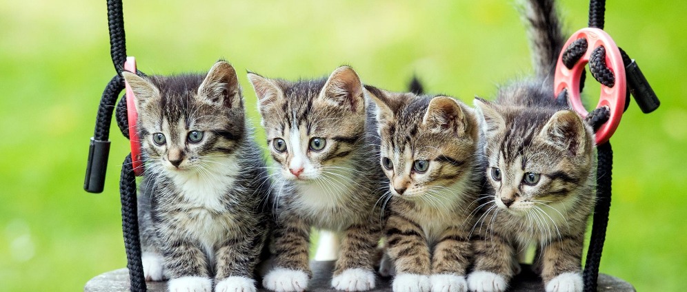 Spenden sammeln | Spende für Tiere in Not | Spendenseite