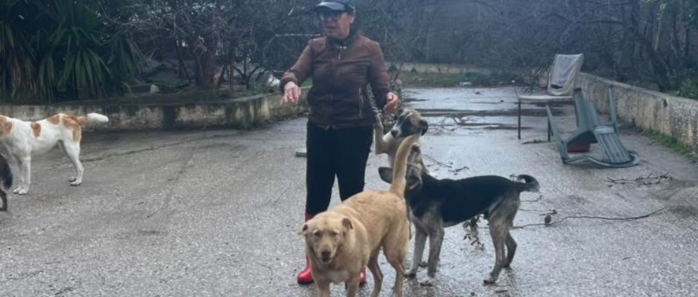 Spenden sammeln | Rettet herrenlose Hunde in Kroatien | Spendenseite