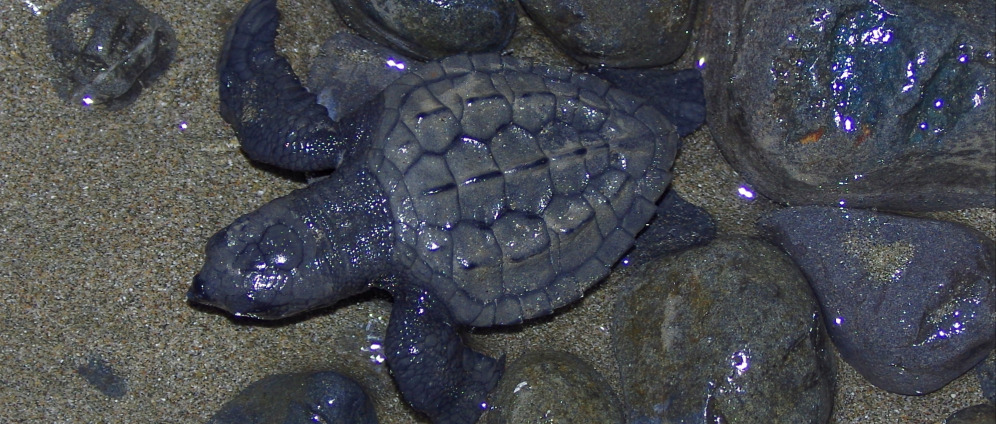 Spenden sammeln | Eine Reise für Schildkröten in Mittelamerika | Spendenseite