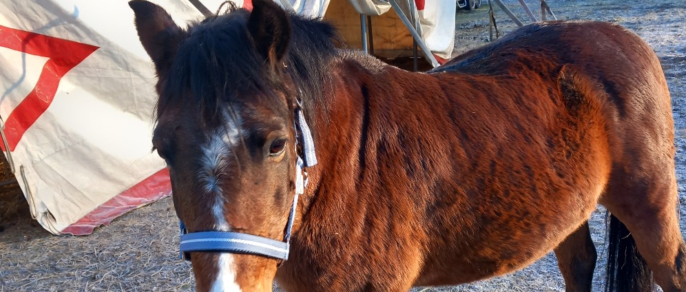 Spenden sammeln | Pferd | Spendenseite