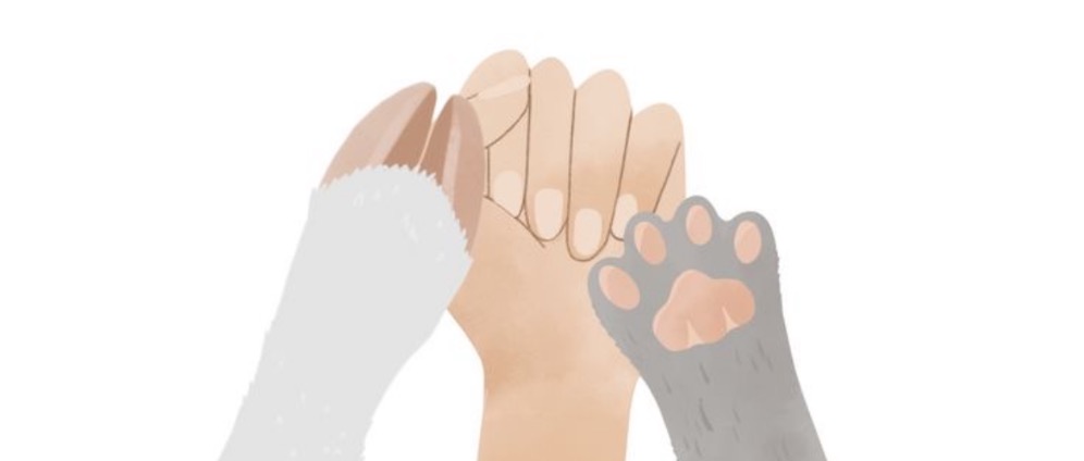 Spenden sammeln | Auffangstation für Tiere in Not | Spendenseite