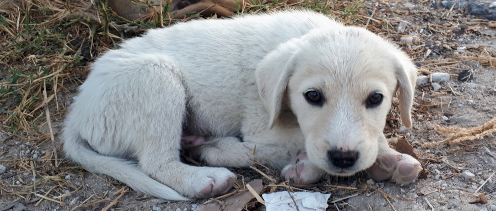 Spenden sammeln | Hilfe für Straßenhunde | Spendenseite