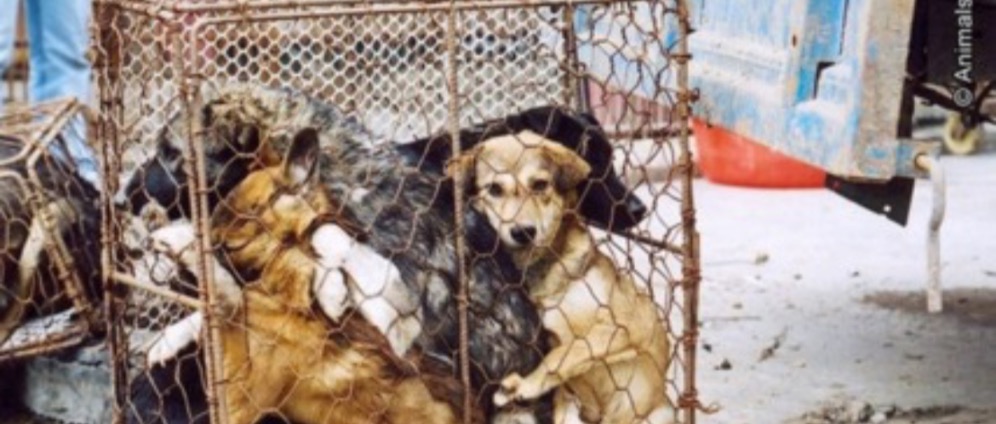 Spenden sammeln | No Dogmeat China | Spendenseite