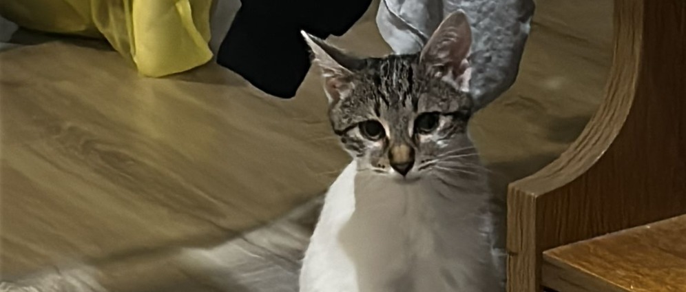 Spenden sammeln | Katze spende Mira | Spendenseite