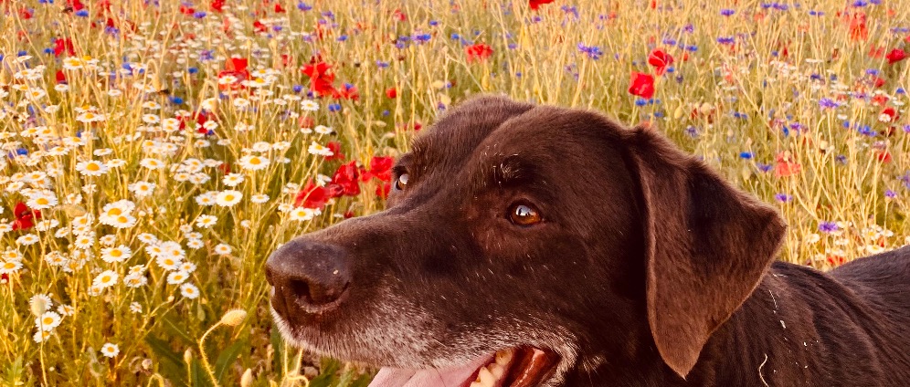 Spenden sammeln | Würdevolle Bestattung für Hund Mäx | Spendenseite