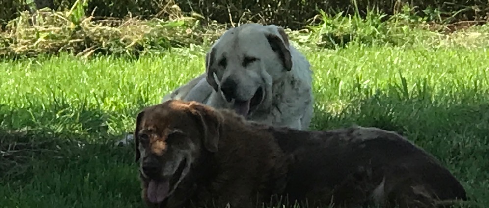 Spenden sammeln | Hilfe um meine Hunde zu Kämpfen | Spendenseite