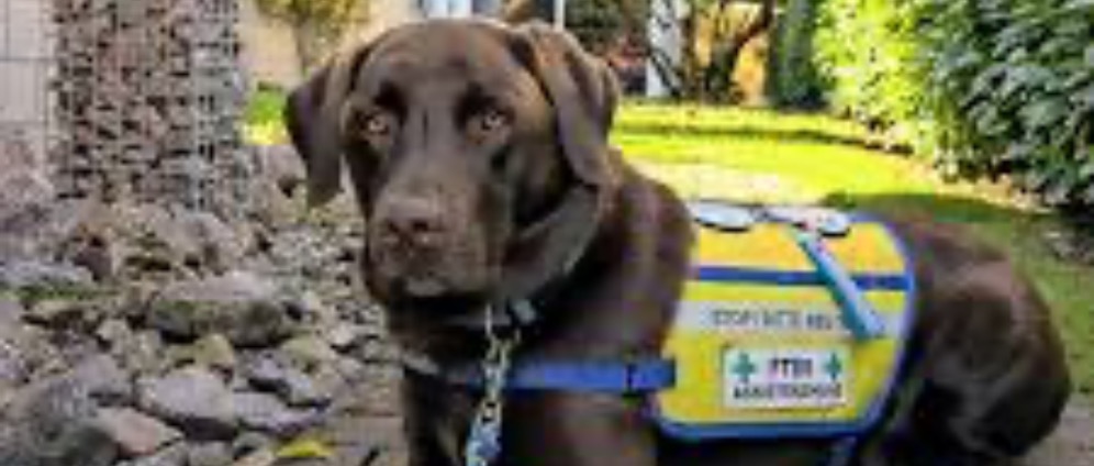Spenden sammeln | PTBS Assistenzhund Begleithund | Spendenseite