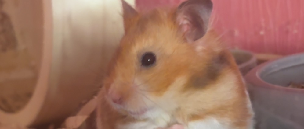 Spenden sammeln | Hamster eine neue Einrichtung holen | Spendenseite