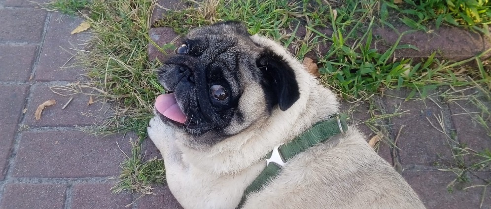 Spenden sammeln | Hund aus der Ukraine Donbass holen | Spendenseite