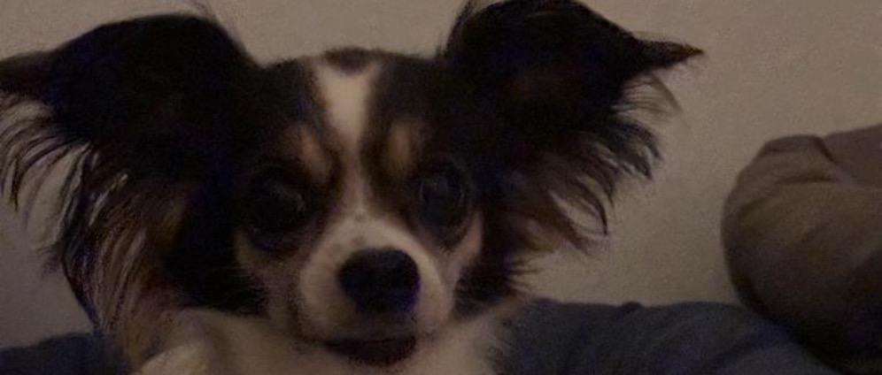 Spenden sammeln | Hilfe für meinen Hund | Spendenseite