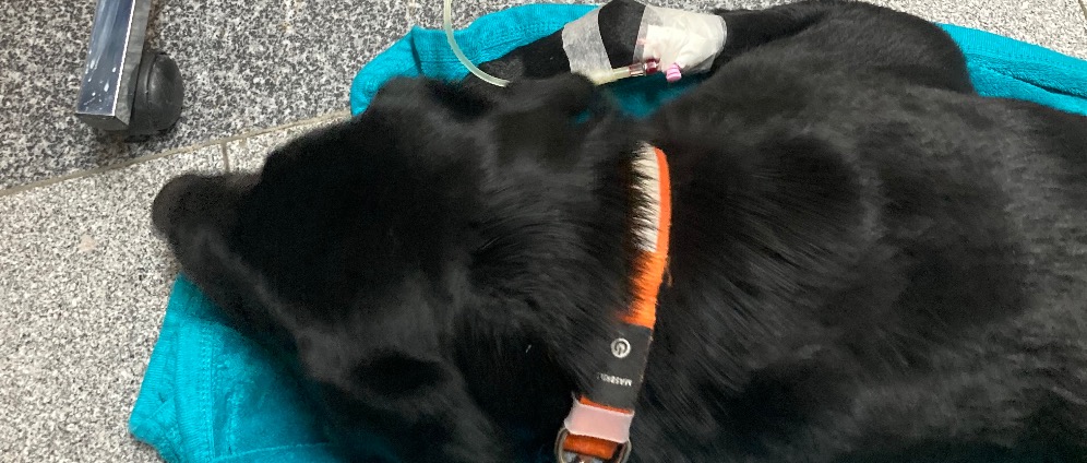 Spenden sammeln | Hilfe für vergifteten Hund Marlon | Spendenseite