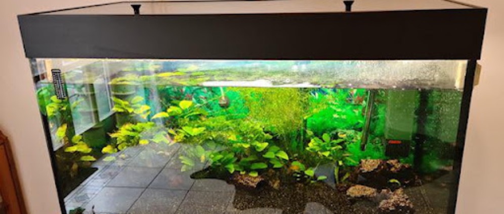 Spenden sammeln | Aquarium in der Schule | Spendenseite