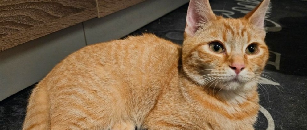 Spenden sammeln | Meine kranke katze bali | Spendenseite