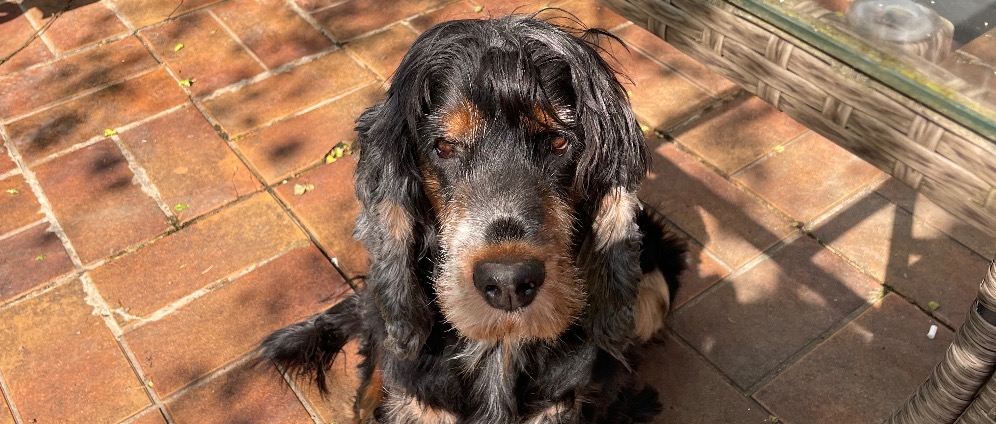 Spenden sammeln | OP für unseren Hund | Spendenseite