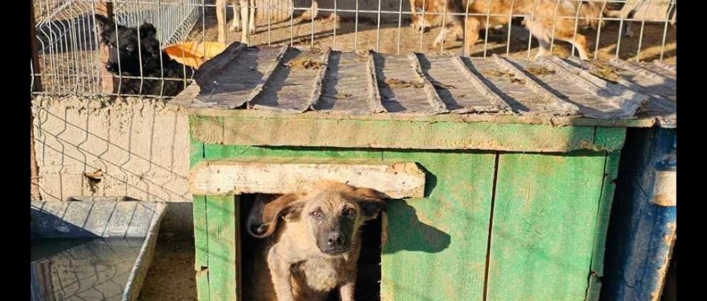 Spenden sammeln | Futternotruf Hunde Rumänien | Spendenseite