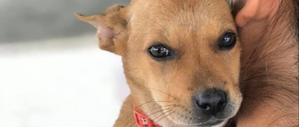 Spenden sammeln | Straßenhunde in Thailand retten ️, Hof errichten | Spendenseite