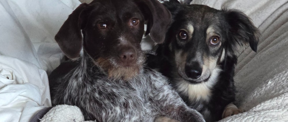 Spenden sammeln | Familiäre Großpflegestelle für Hunde in Not | Spendenseite