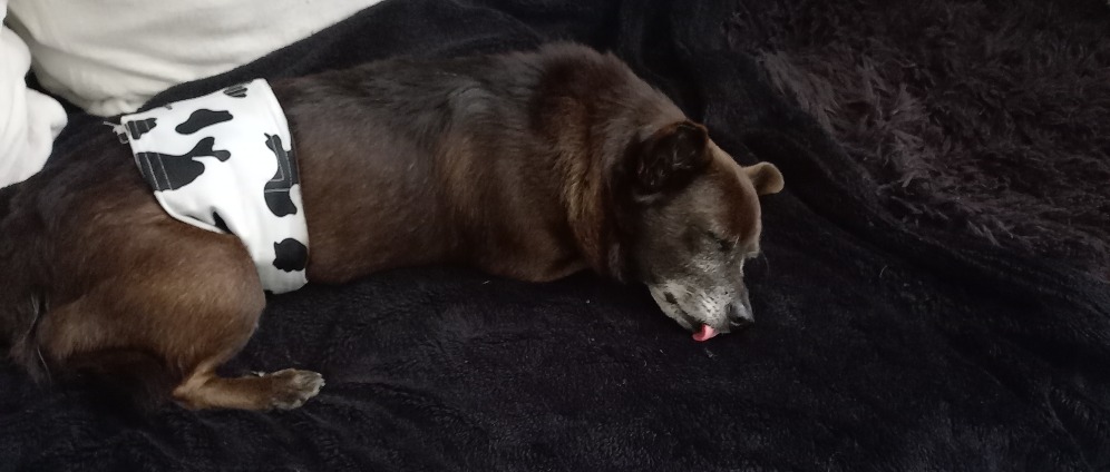 Spenden sammeln | Zahn OP alter Hund | Spendenseite