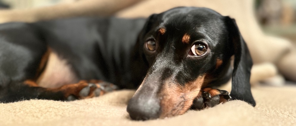 Spenden sammeln | Hunde Op Kosten | Spendenseite