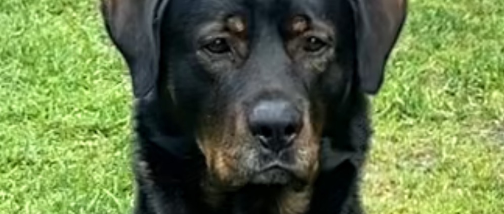 Spenden sammeln | Ältere Tierschutz Hunde | Spendenseite