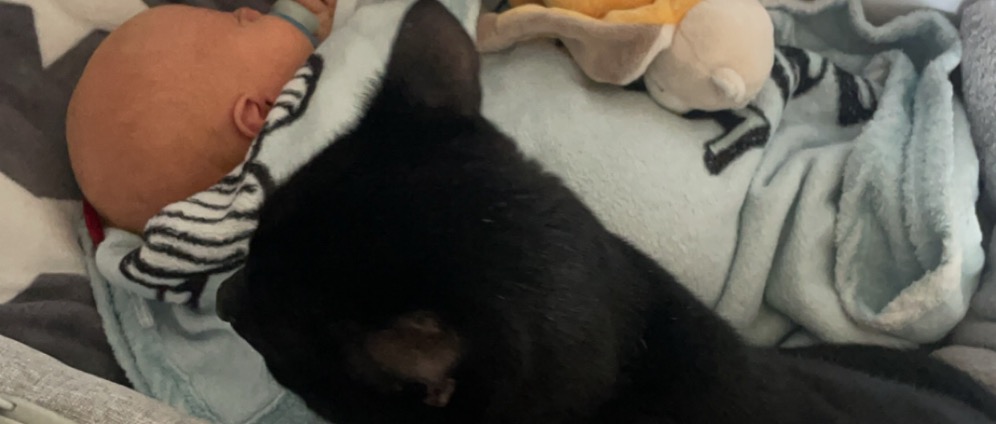 Spenden sammeln | Katzen auf fangstaion | Spendenseite