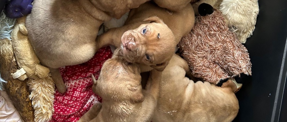 Spenden sammeln | Ein Herz für Tiere | Spendenseite
