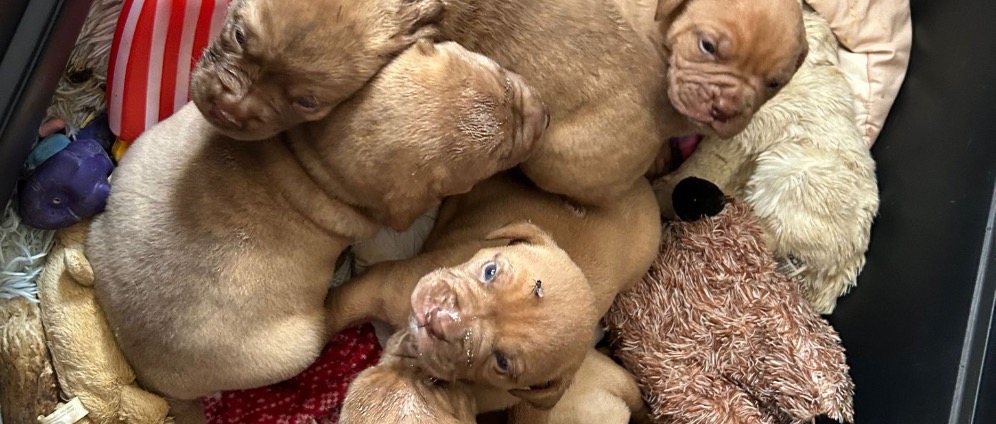 Spenden sammeln | Ein Herz für Tiere | Spendenseite