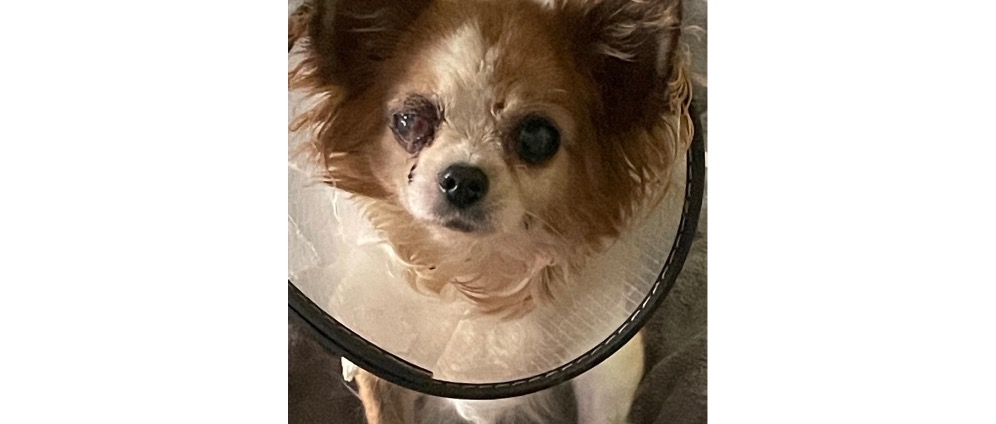 Spenden sammeln | Notfall! Chihuahua Daisy verliert ihr Auge Wir b | Spendenseite