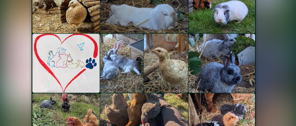Spenden sammeln | Tierhilfe | Spendenseite