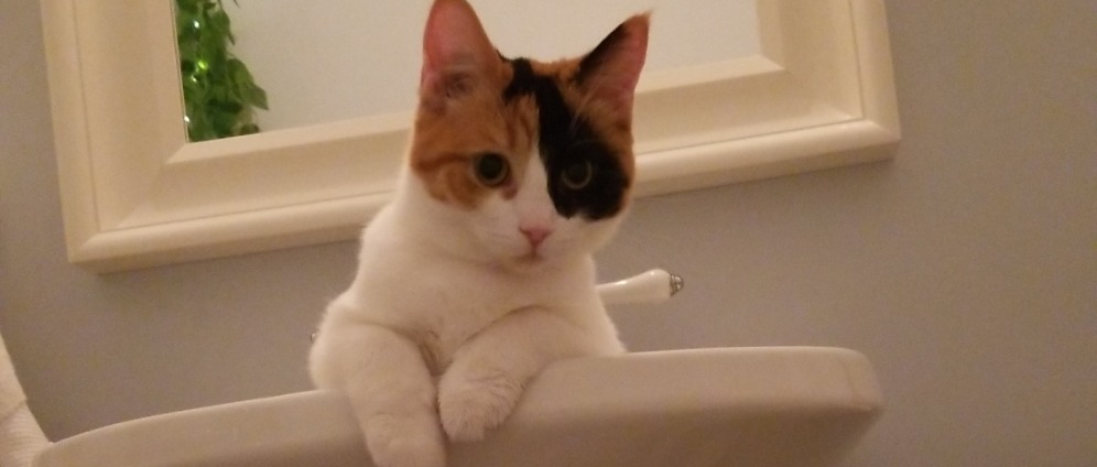 Spenden sammeln | Untersuchung katze | Spendenseite