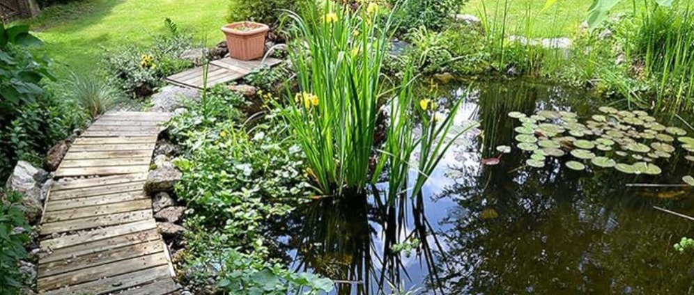 Spenden sammeln | Gartenteich für zuhause | Spendenseite