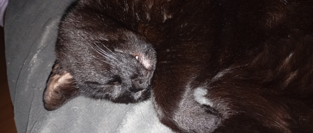 Spenden sammeln | Hilfe bei Kastration mehrere Katzen Kater | Spendenseite