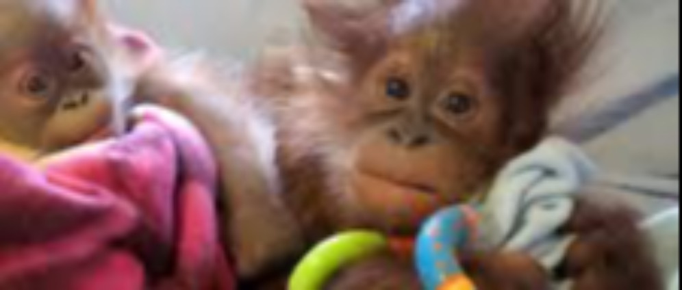 Spenden sammeln | Spenden für Tiere | Spendenseite