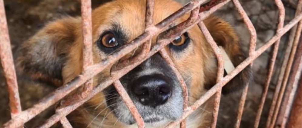 Spenden sammeln | Hilfe für das Tierheim Baneasa | Spendenseite