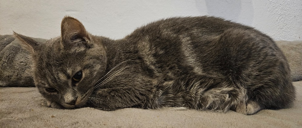 Hilfe für Nala | Spenden sammeln