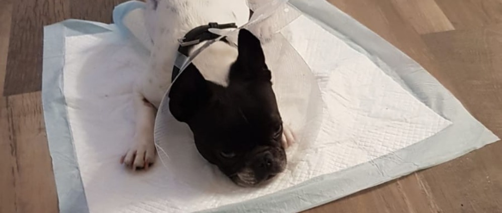 Spenden sammeln | Operation für mein Hund | Spendenseite