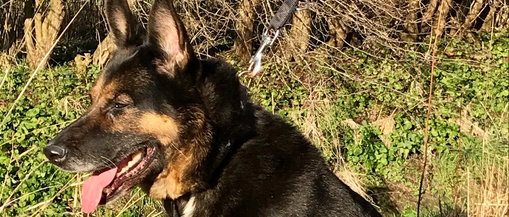 Spenden sammeln | Tiere brauchen eure Hilfe! | Spendenseite