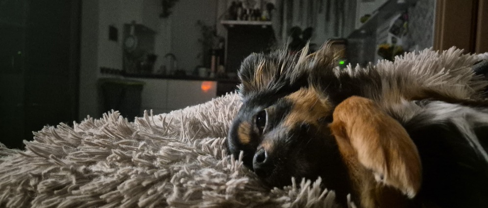 Spenden sammeln | Lola chihuahua Dackel Mix | Spendenseite