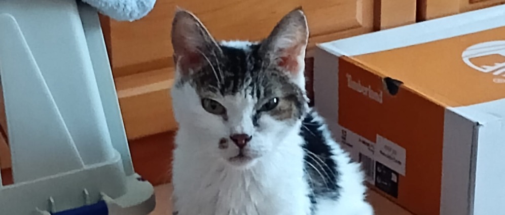 Spenden sammeln | Tierarzt Koste für meinen kater Jack | Spendenseite