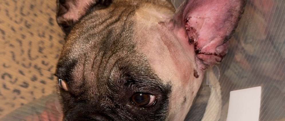 Spenden sammeln | Dringende Hilfe für meinen Hund Unterstützung na | Spendenseite