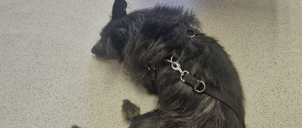 Spenden sammeln | Hunde Operation | Spendenseite