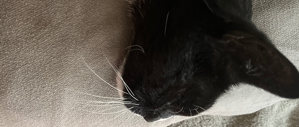 Spenden sammeln | Hilfe mein Kater liegt im Sterben seit 3 Tagen | Spendenseite
