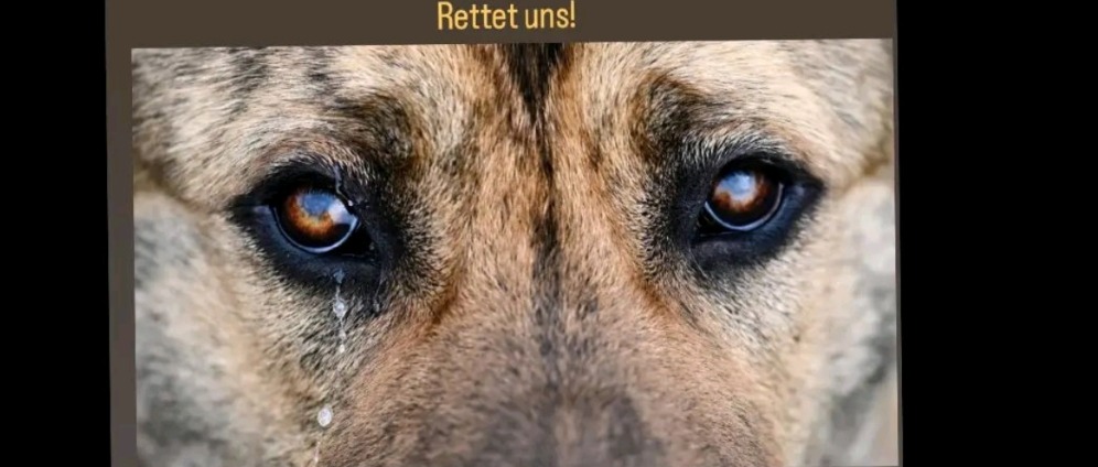 Spenden sammeln | Tierhilfe Türkei | Spendenseite