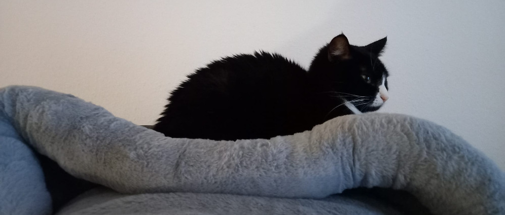 Spenden sammeln | Hilfe für FIP Katze Wednesday | Spendenseite