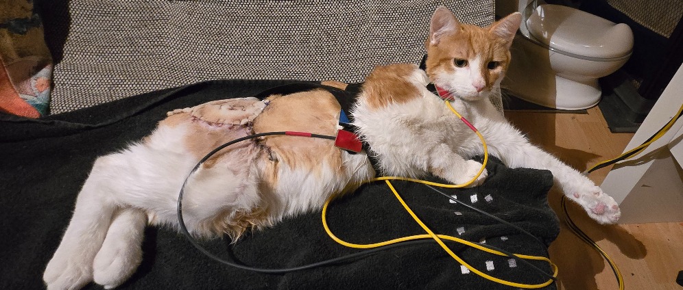 Spenden sammeln | Rettet Kater Thor | Spendenseite