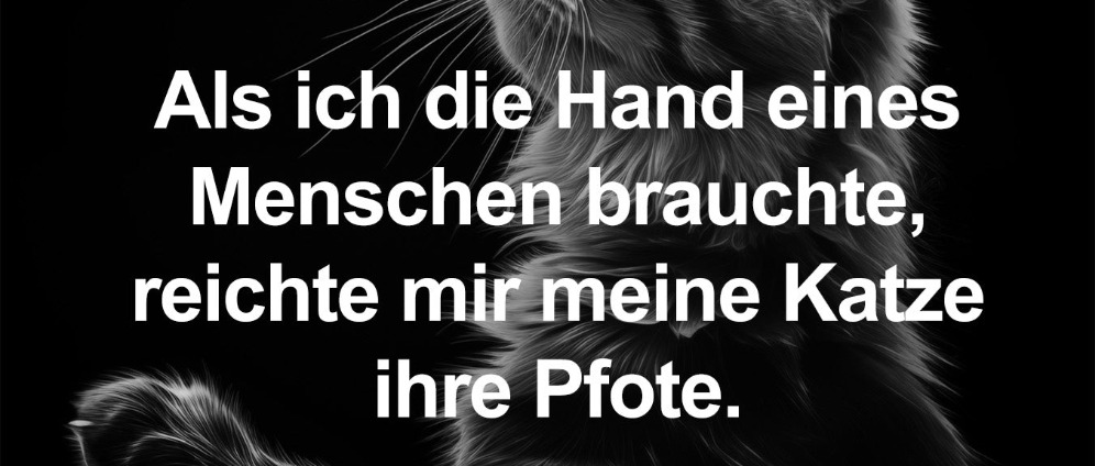 Spenden sammeln | Katzenhilfe | Spendenseite
