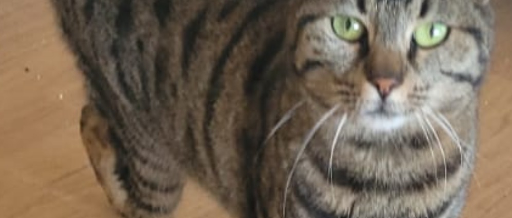 Spenden sammeln | Hilfe für 47 gerettete Katzen von Frank | Spendenseite