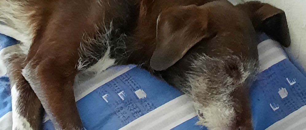 Spenden sammeln | Meiner Hundefreundin helfen | Spendenseite