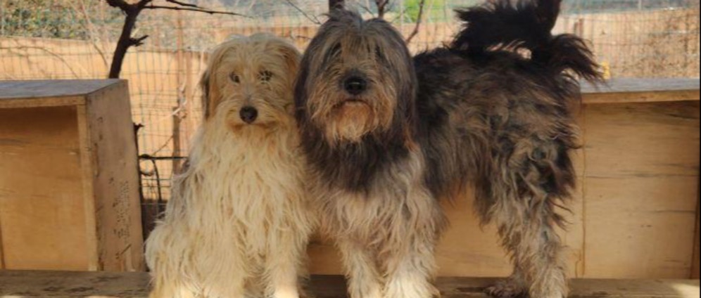 Spenden sammeln | Helfen Sie 70 Hunden mit Futter. | Spendenseite