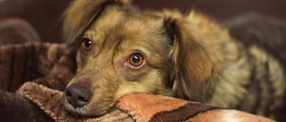 Spenden sammeln | Für Hilfsbedürftige Tiere in Not | Spendenseite